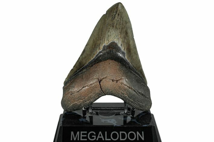 Huge Fossil Megalodon Tooth - South Carolina #325246